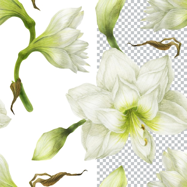 Patrón sin fisuras de lirios blancos. Composición romántica para bodas y San Valentín. Ilustración acuarela textiles, saludos e invitaciones.