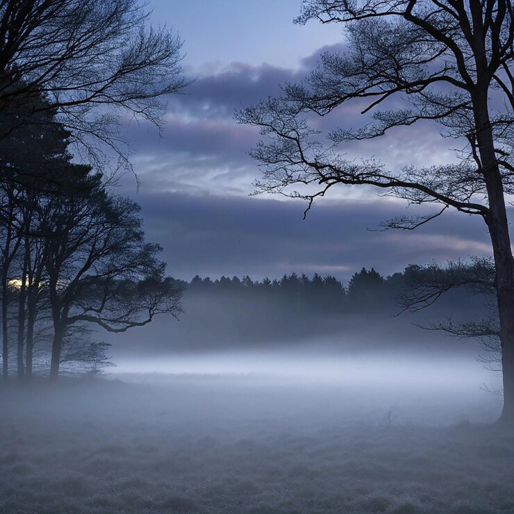 PSD paysage brumeux avec forêt de sapins dans le style rétro vintage hipster