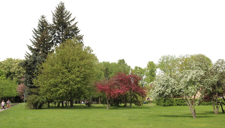 PSD paysages naturels d'arbres et de parcs avec des prairies ouvertes et des vues rurales