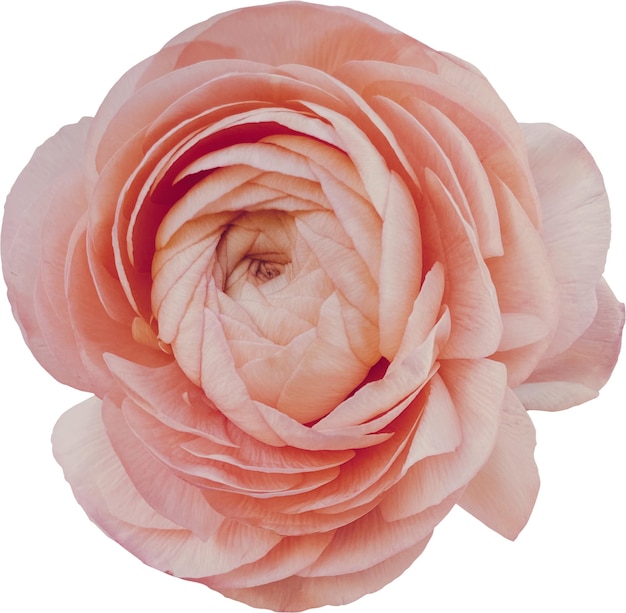 Peach Ranunculus en fleurs