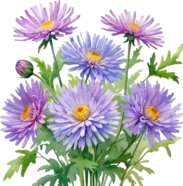 PSD peinture à l'aquarelle d'une fleur d'aster