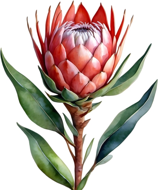 PSD peinture à l'aquarelle de la fleur du roi protea