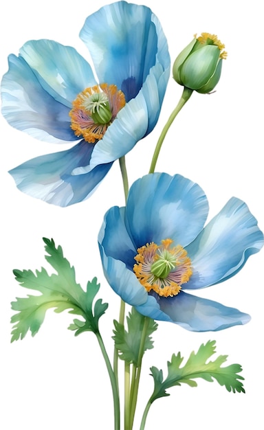 Peinture à L'aquarelle De Fleur De Pavot De L'himalaya Illustration De Fleurs Aigénérées