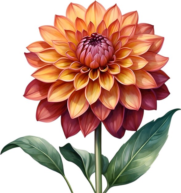 PSD peinture à l'aquarelle d'une fleur de pompon dahlia