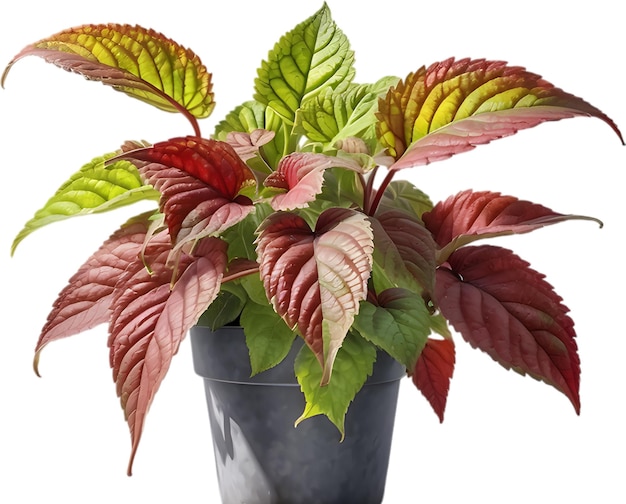 PSD peinture à l'aquarelle d'une plante coleus scutellarioides