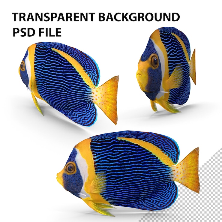 PSD peixe-anjo rabiscado png