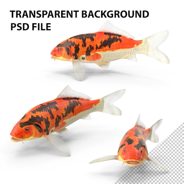 PSD peixe koi png