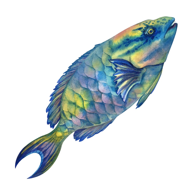 PSD peixe papagaio tropical multicolor do mar vermelho em modelo de peixe de recife em estilo aquarela realista