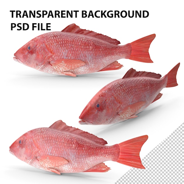 PSD peixe pargo vermelho png