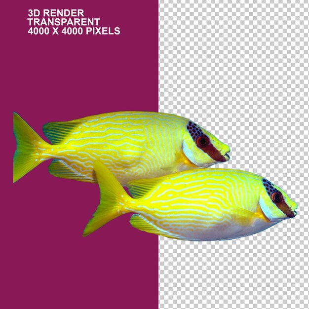 PSD peixe peixe euclidiano arquivo de computador peixe de mar tropical aquático item de decoração de resort de piquenique