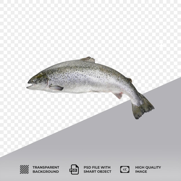 Peixe salmão PSD em fundo transparente