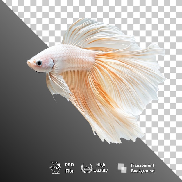 Peixes isolados sobre um fundo transparente