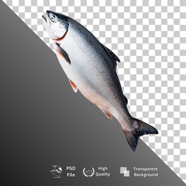 Peixes isolados sobre um fundo transparente