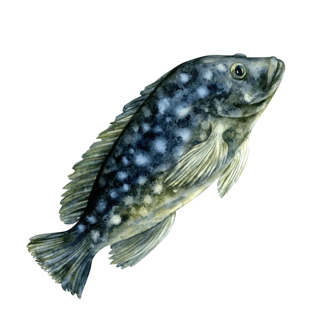 Peixes tropicais cinzentos com manchas brancas Modelo de aquarela Suman Grouper ou peixe de rocha com texturas isoladas em fundo branco para design marinho mergulho com snorkel livros educacionais artes artes