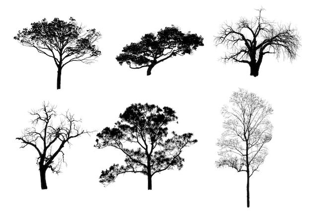 Pennello nero per albero