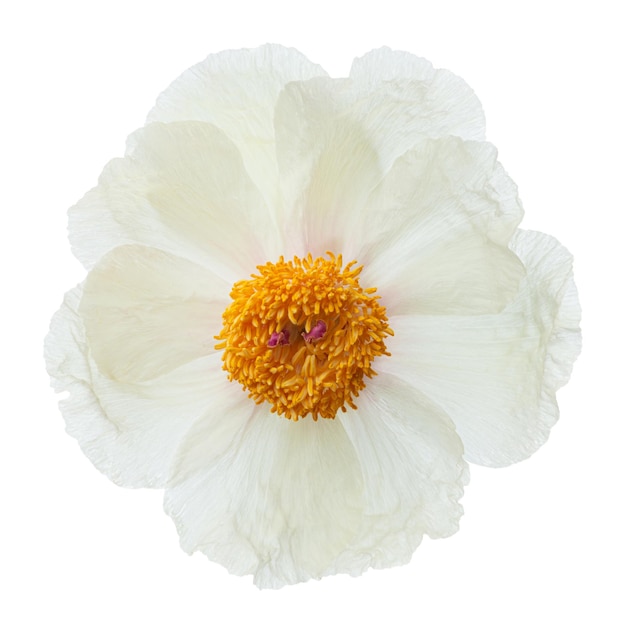 Peonie bianche su uno sfondo bianco isolato