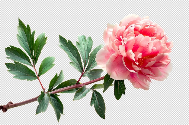 PSD peonie rose avec un pétale qui tombe