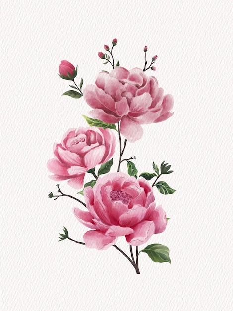 Peonies roses à l'aquarelle