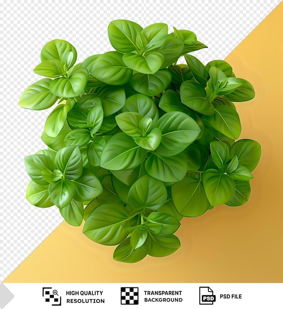 Peperomia Pellucida Plante Indonésienne L'appeler Tumpang Air Ou Suruhan Plante Fleurs Plantes Fleurs Une Plante Fleurs Une Plant Png