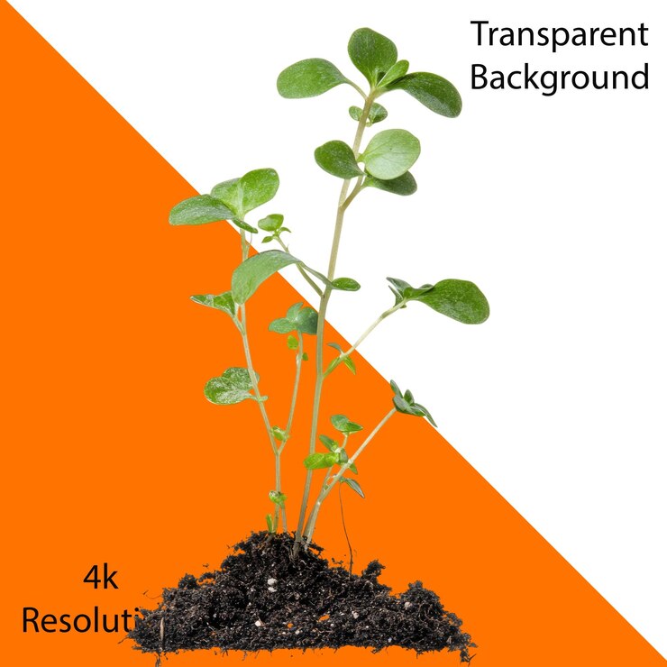 PSD una pequeña planta que crece en el suelo aislada en un fondo blanco fondo alfa transparente png