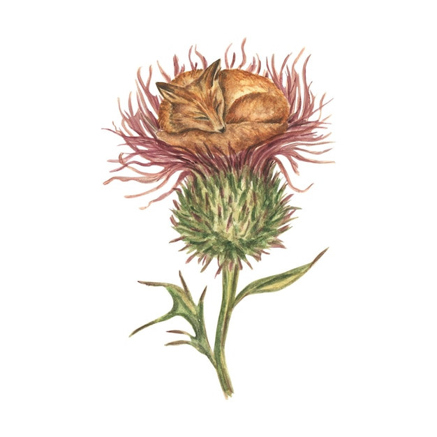 Pequena raposa vermelha enrolada em uma bola e dormindo em uma flor de cardo ilustração fantástica de aquarela botânica