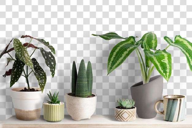 Pequenas plantas bonitas mockup png em uma prateleira