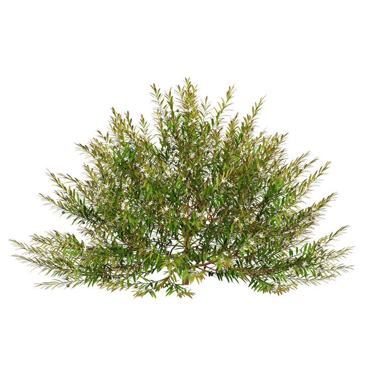 PSD un pequeño árbol verde correadusky con un fondo blanco que tiene una rama verde de hojas