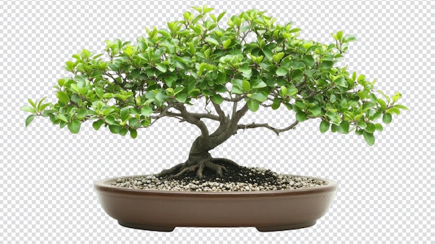 Un pequeño bonsai en maceta perfecto para la decoración interior y la mejora estética de cualquier espacio