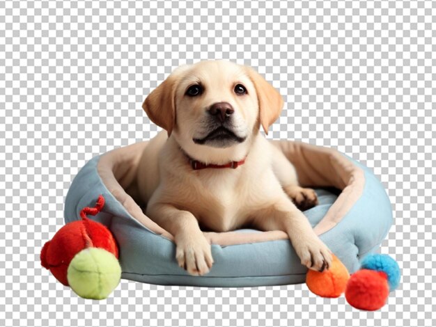 PSD pequeno cachorrinho png