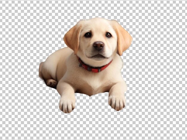 PSD pequeño cachorro png