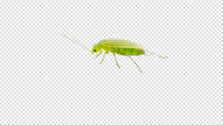 PSD un pequeño insecto verde que se arrastra sobre una sola hoja de hierba perfecto para los amantes de la naturaleza y los entusiastas de los insectos en materiales educativos y proyectos fotográficos