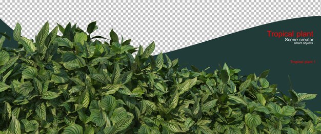 Pequeño jardín con plantas tropicales