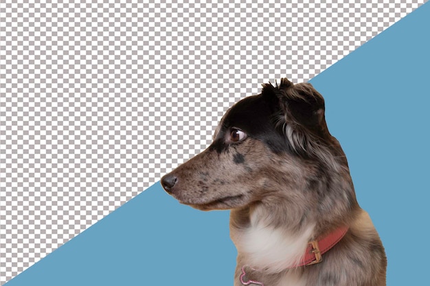 Perfil de um cão border collie merle azul em um fundo transparente ou branco png