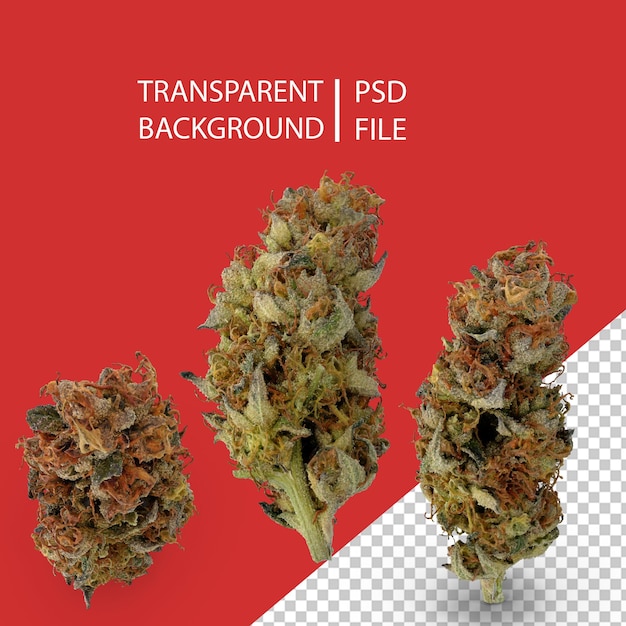 Perfurar Cannabis Bud PNG