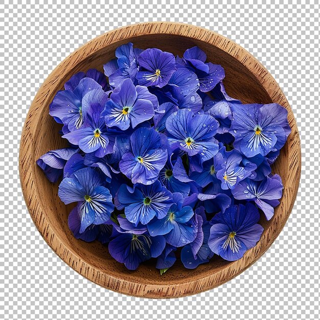 Periwinkle Vinca minor aislado en blanco