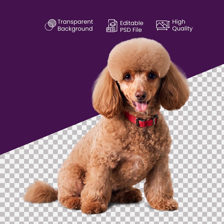 PSD un perro caniche en un fondo transparente