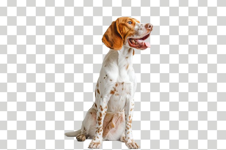 un perro con un collar en un fondo a cuadros