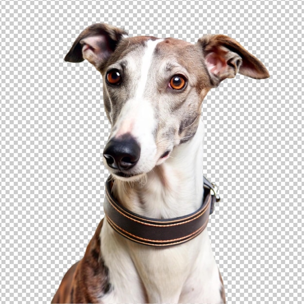 un perro con un collar que dice "el nombre del perro"