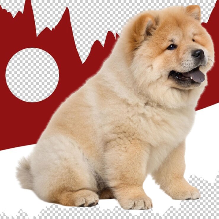 PSD un perro de comida.