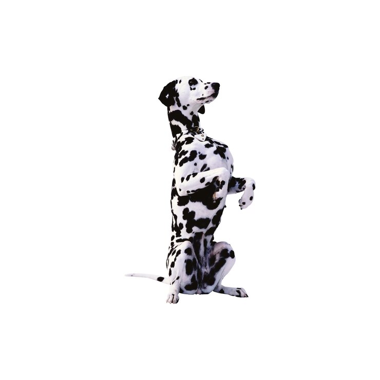 Perro dalmático de pie y suplicando PNG