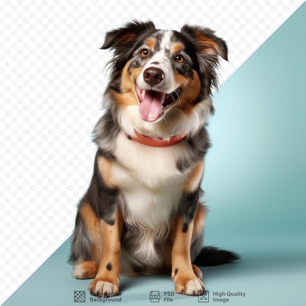 Un perro pastor australiano de un año posando contra un fondo transparente