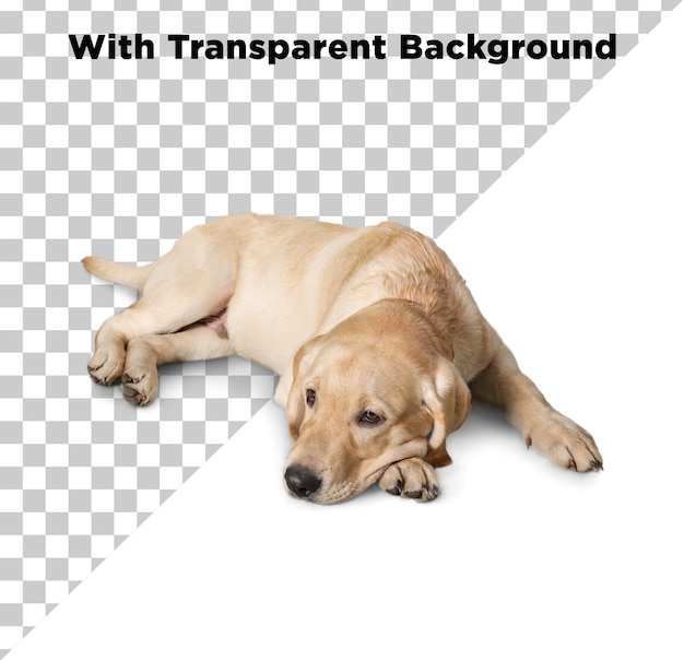 Perro en reposo Foto PNG PSD Fondo transparente