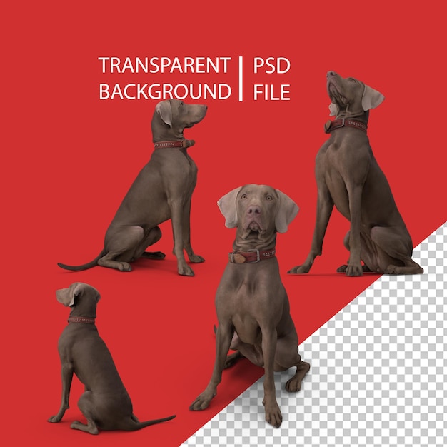 Perro weimaraner sentado png