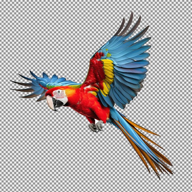 Le Perroquet Macaw écarlate Volant Isolé Sur Un Fond Blanc