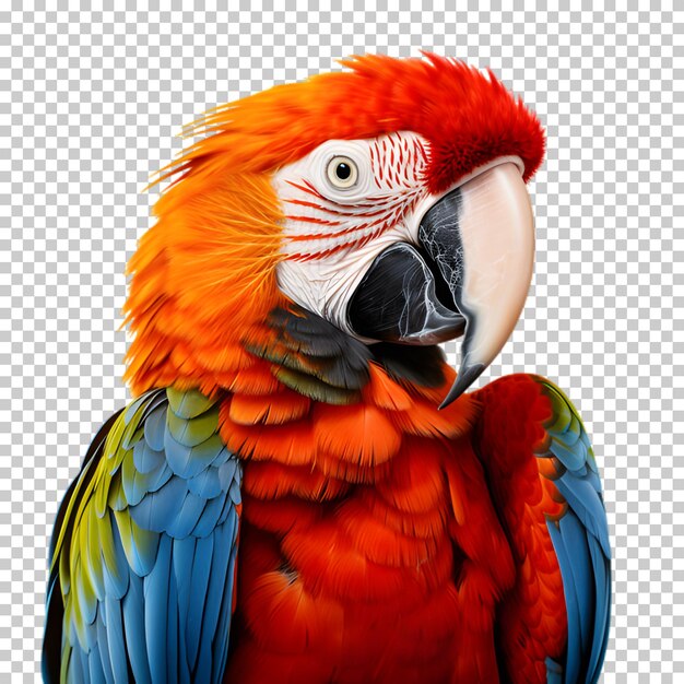 PSD perroquet macaw réaliste isolé sur un fond transparent