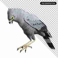 PSD perroquet oiseau faucon isolé 3d