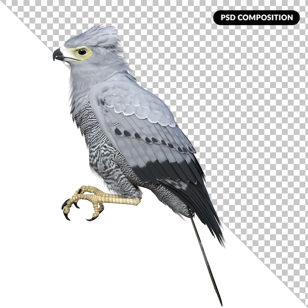 PSD perroquet oiseau faucon isolé 3d