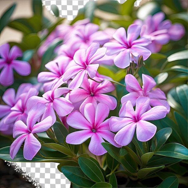 PSD la pervinca es una planta perenne de bajo crecimiento catharanthus roseus nativa de madagascar que tiene un color rosa