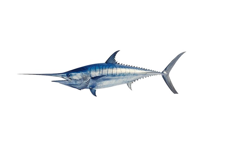 PSD pescado marlin calidad hd