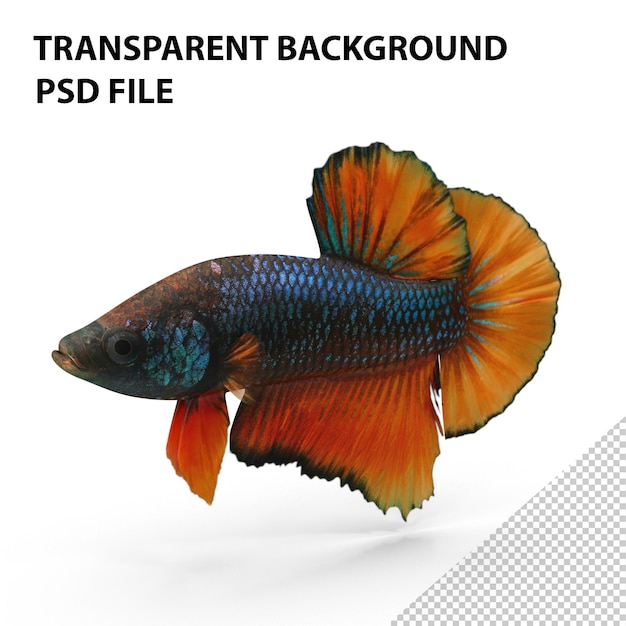Pesce betta femmina PNG